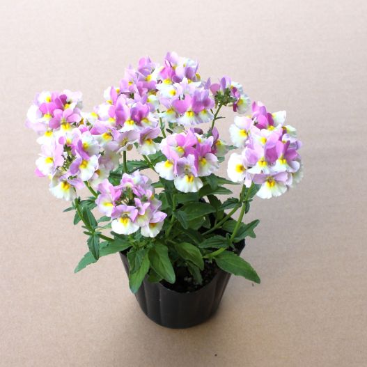 ネメシア　ミライネメシア 