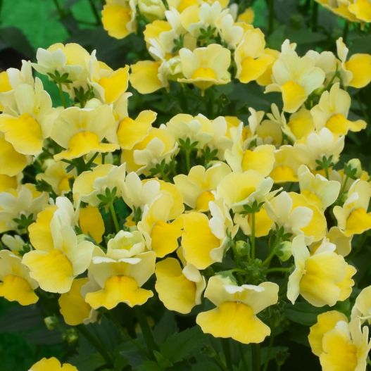 ネメシア　ミライネメシア 