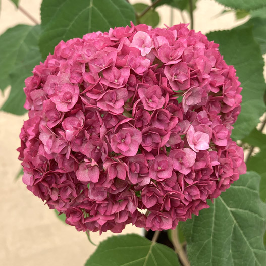 ハイドランジア　アナベル バーガンディアイ 