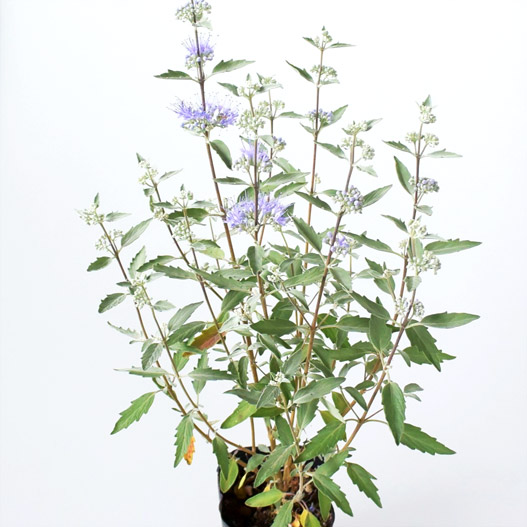 カリオプテリス　ユニークセレクション 