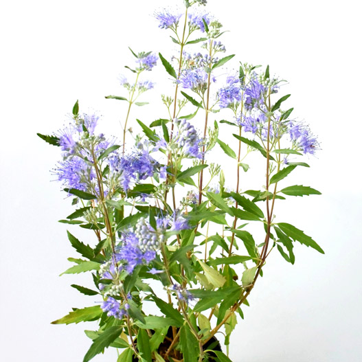 カリオプテリス　ユニークセレクション 