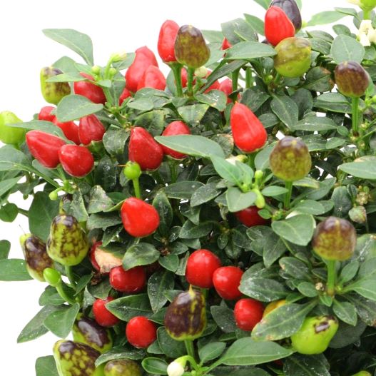 カプシカム　キャンドルフレイム 観賞用トウガラシ