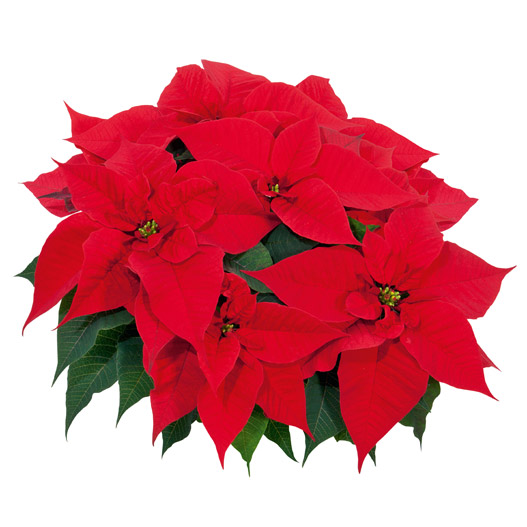 ポインセチア　クリスマスフィーリング 