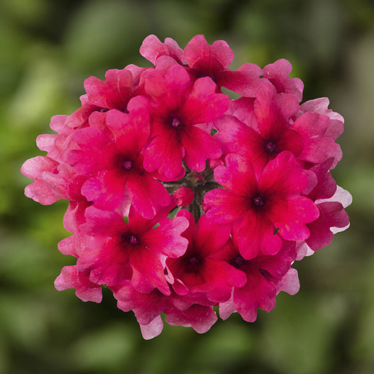 バーベナ　ラナイ 