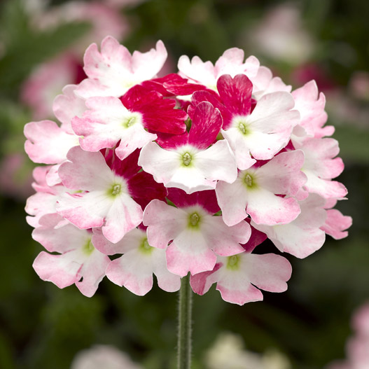 バーベナ　ラナイ 