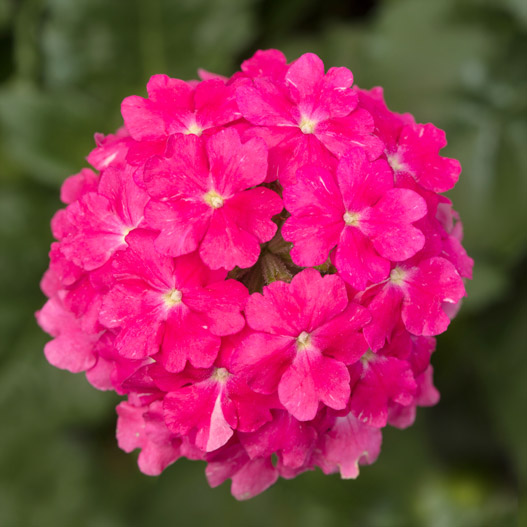 バーベナ　ラナイ 