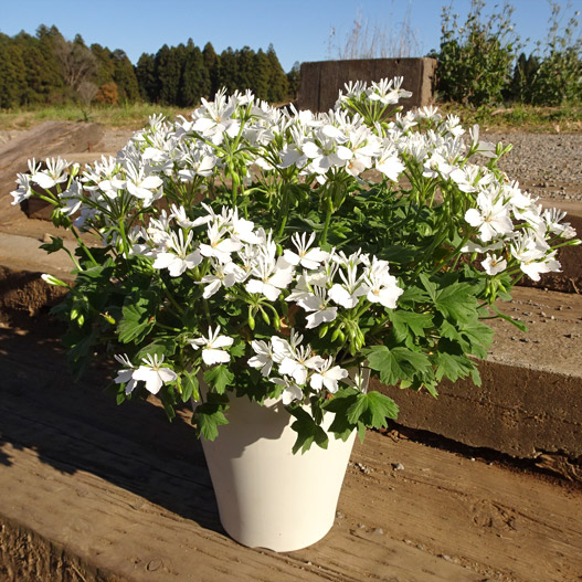 ゼラニウム　スターリー 