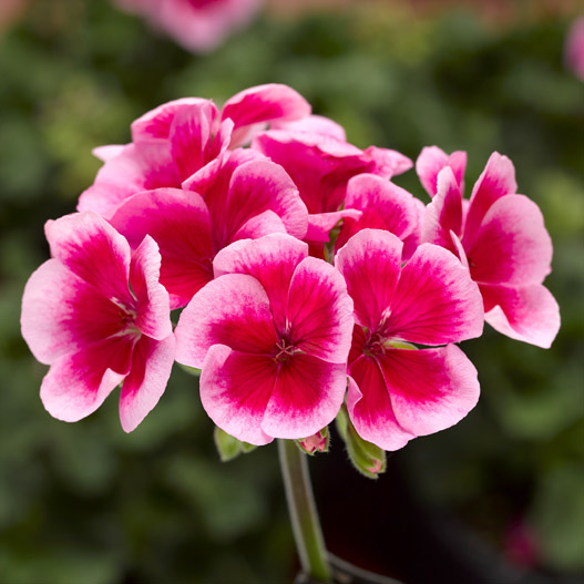 ゼラニウム　タンゴ 