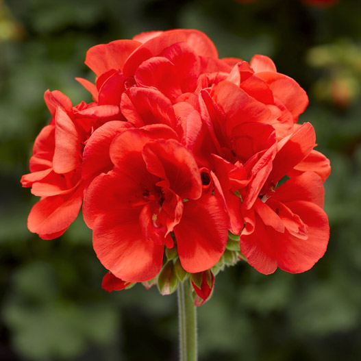 ゼラニウム　タンゴ 