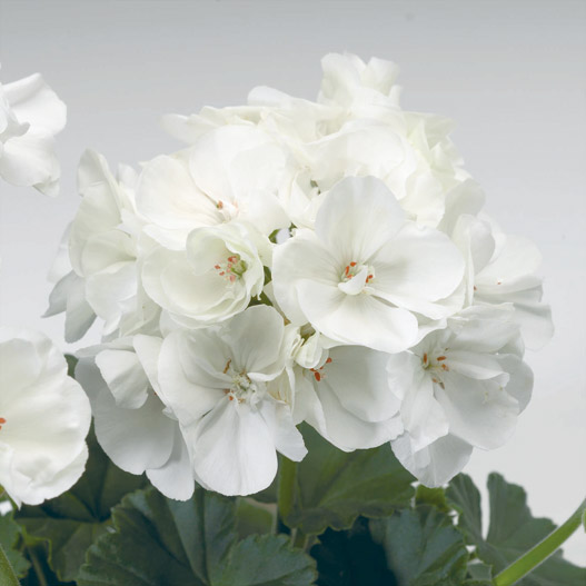 ゼラニウム　タンゴ 