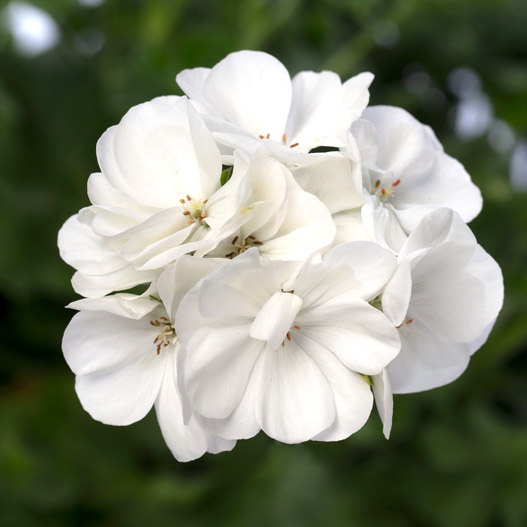 ゼラニウム　MOJO 