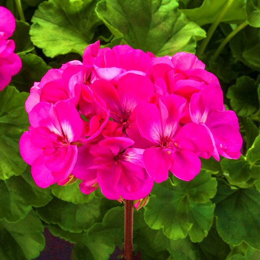 ゼラニウム　MOJO 