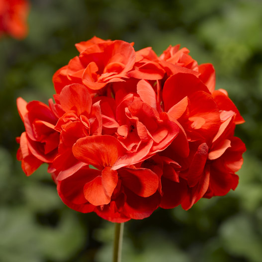 ゼラニウム　アメリカーナNEO 