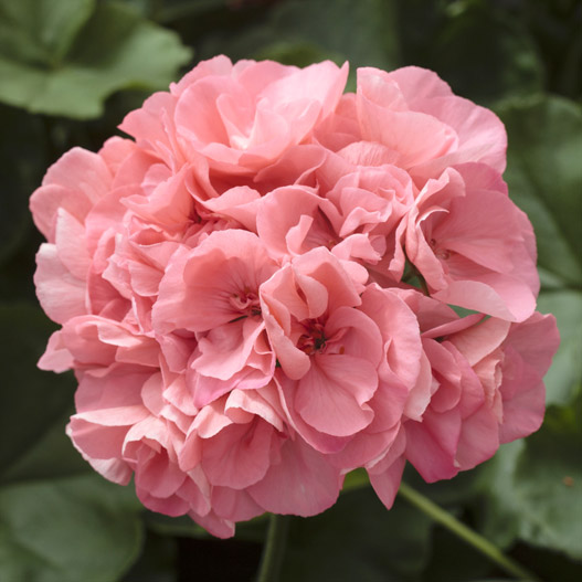 ゼラニウム　カリオペ 