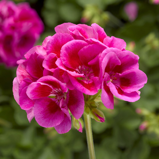 ゼラニウム　カリオペ 