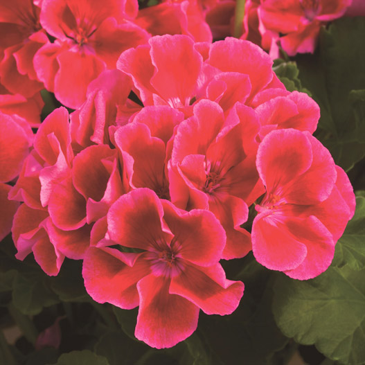 ゼラニウム　カリオペ 