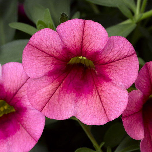 カリブラコア　カリー 