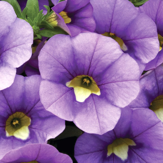 カリブラコア　カリー 