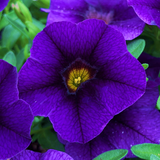 カリブラコア　カリー 