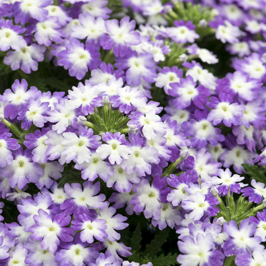 バーベナ　ハリケーン 