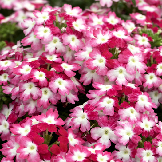 バーベナ　ハリケーン 