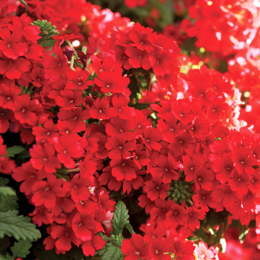 バーベナ　エストレラ 