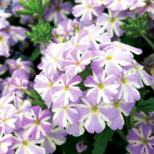 バーベナ　エストレラ 