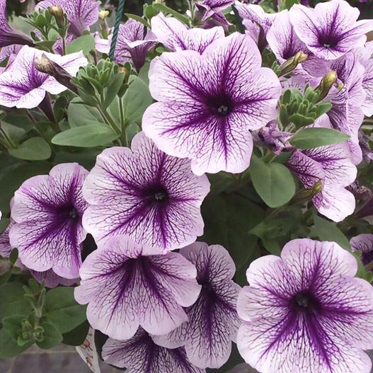 ペチュニア　ティー 