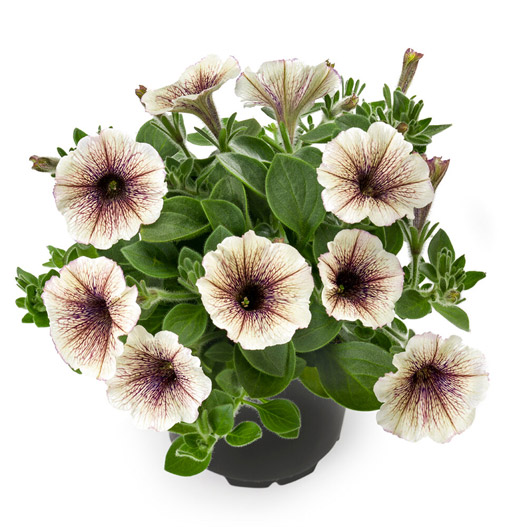 ペチュニア　ティー 