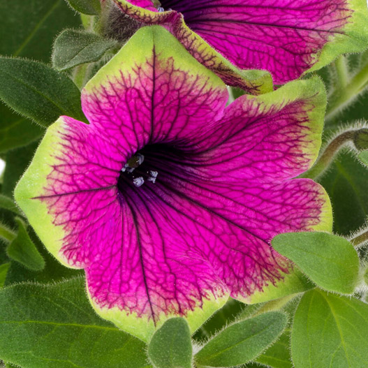 ペチュニア　ティー 