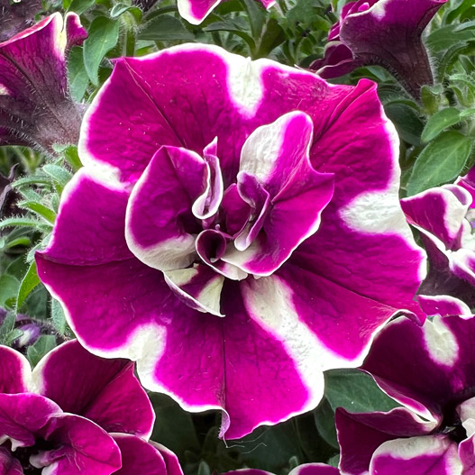 ペチュニア　ダブルスタッフ 