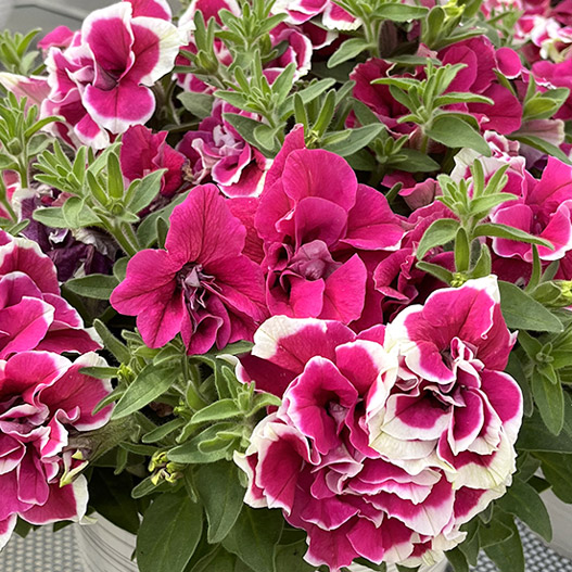 ペチュニア　ダブルスタッフ 