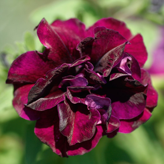 ペチュニア　スウィートサンシャイン 