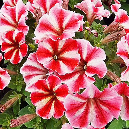 ペチュニア　クレイジーチュニア 