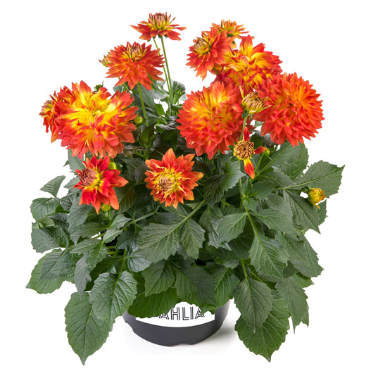 ダリア　ラベラ・マジョーレ 