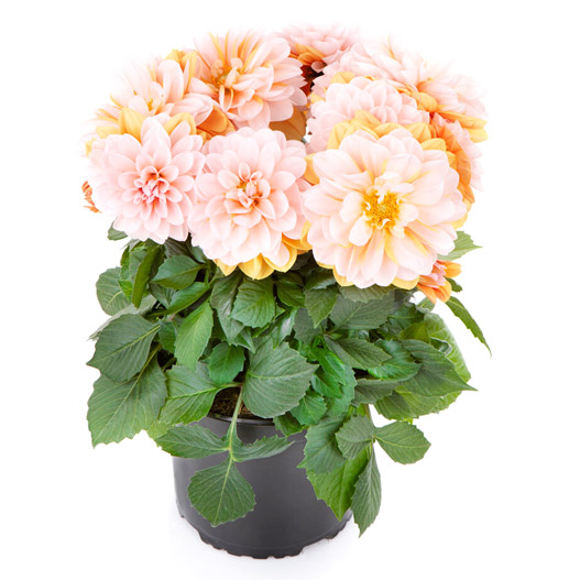 ダリア　ラベラ・グランデ 