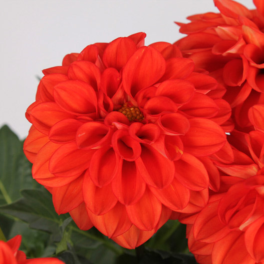 ダリア　ラベラ・グランデ 