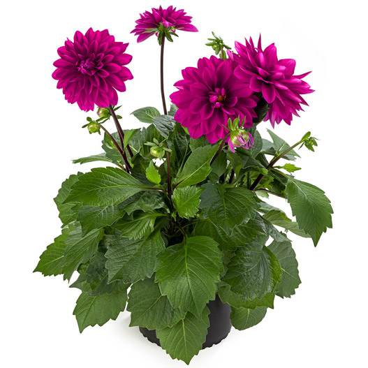 ダリア　ラベラ・グランデ 