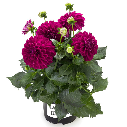 ダリア　ラベラ・グランデ 