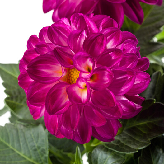 ダリア　ラベラ・ミディオ 