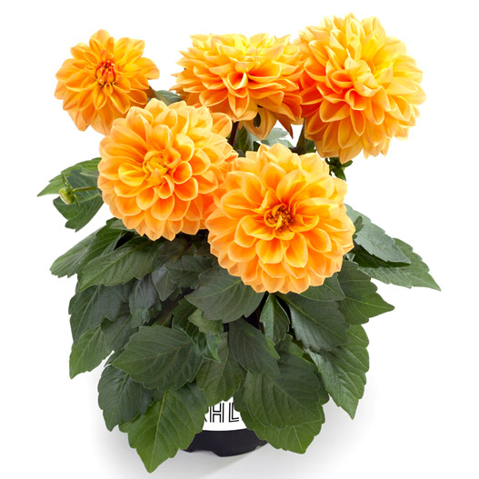 ダリア　ラベラ・ミディオ 