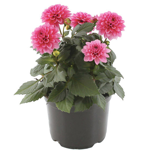 ダリア　ラベラ・ピッコロ 