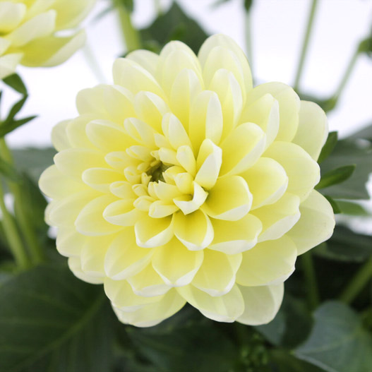 ダリア　ラベラ・ピッコロ 