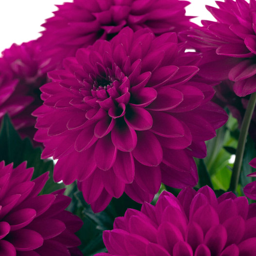 ダリア　ラベラ・ピッコロ 