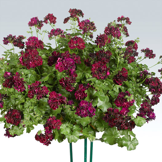 アイビーゼラニウム　シビル 