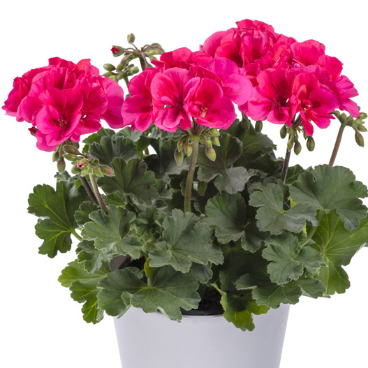 ゼラニウム　ツーインワン 