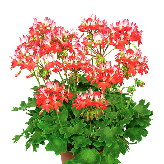 ゼラニウム　ファイヤーワークス 