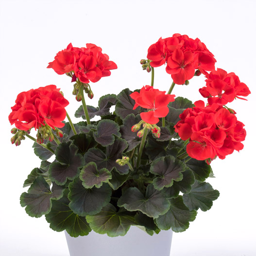 ゼラニウム　チョコレート 