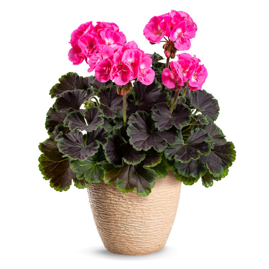 ゼラニウム　チョコレート 