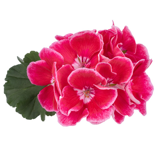 ゼラニウム　ダークライン 